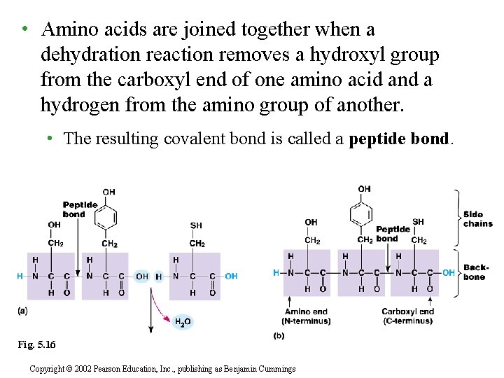  • Amino acids are joined together when a dehydration reaction removes a hydroxyl