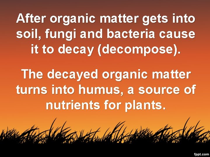 After organic matter gets into soil, fungi and bacteria cause it to decay (decompose).