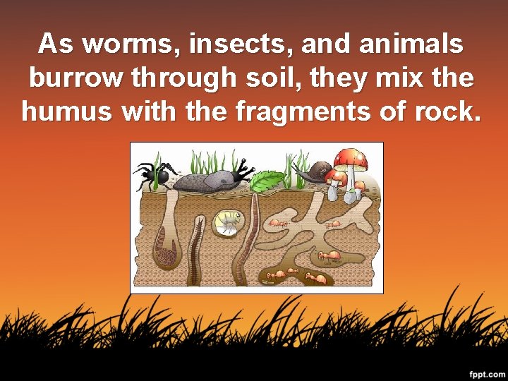 As worms, insects, and animals burrow through soil, they mix the humus with the