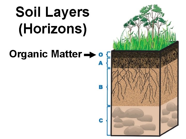 Soil Layers (Horizons) Organic Matter 