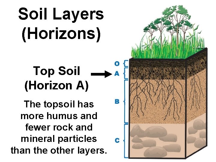 Soil Layers (Horizons) Top Soil (Horizon A) The topsoil has more humus and fewer