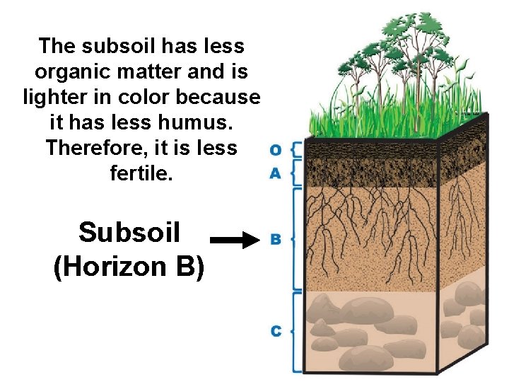 The subsoil has less organic matter and is lighter in color because it has