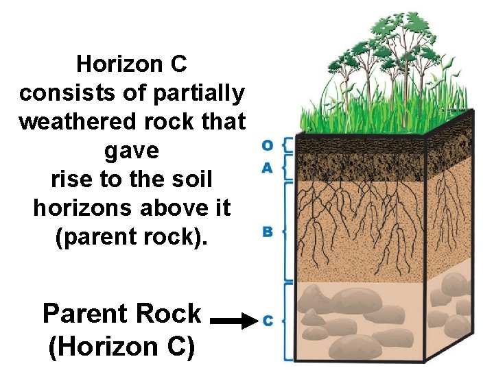 Horizon C consists of partially weathered rock that gave rise to the soil horizons