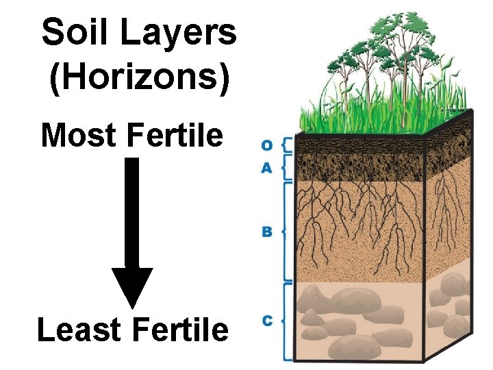 Soil Layers (Horizons) Most Fertile Least Fertile 