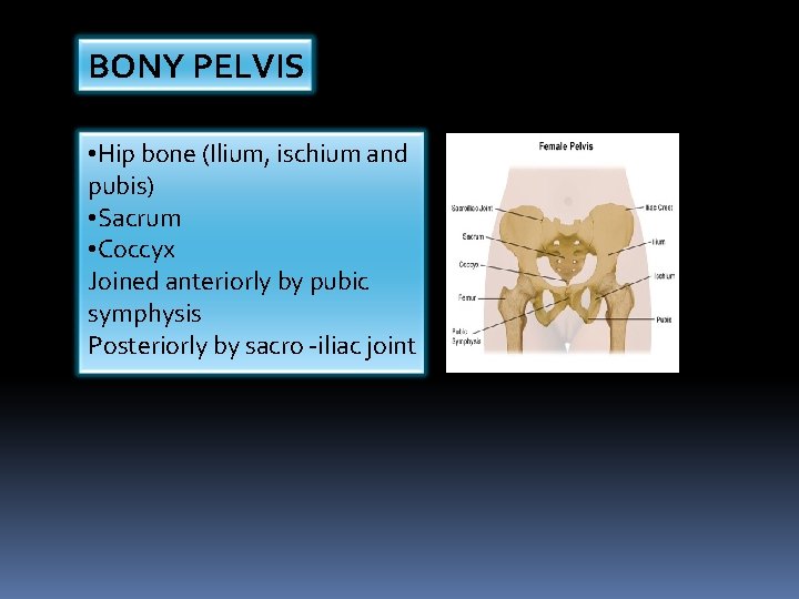 BONY PELVIS • Hip bone (Ilium, ischium and pubis) • Sacrum • Coccyx Joined