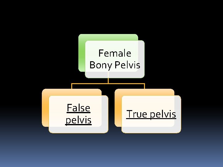 Female Bony Pelvis False pelvis True pelvis 