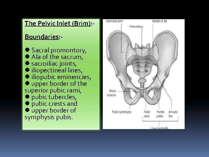 The Pelvic Inlet (Brim): Boundaries: - l Sacral promontory, l Ala of the sacrum,