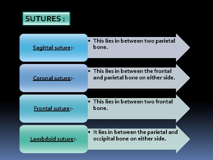 SUTURES : Sagittal suture: - • This lies in between two parietal bone. Coronal