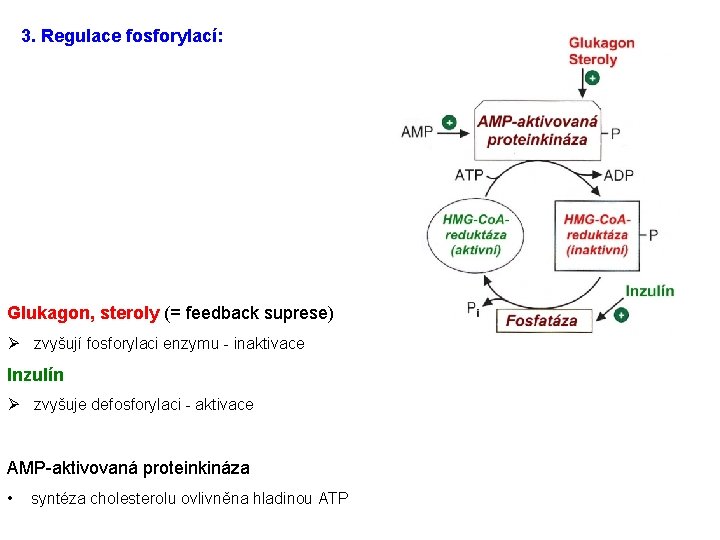 3. Regulace fosforylací: Glukagon, steroly (= feedback suprese) Ø zvyšují fosforylaci enzymu - inaktivace