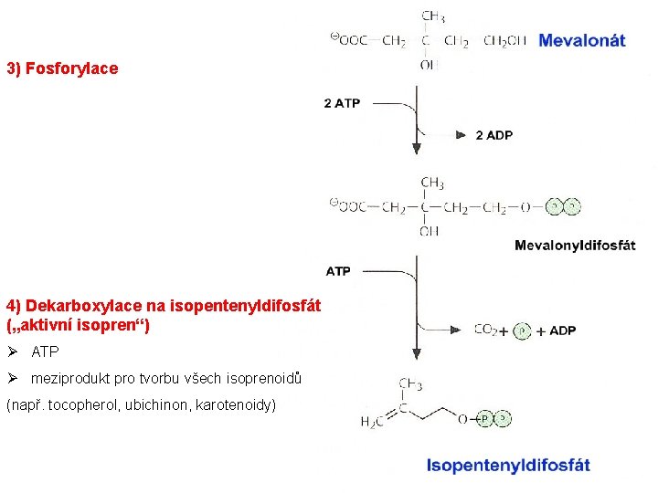 3) Fosforylace 4) Dekarboxylace na isopentenyldifosfát („aktivní isopren“) Ø ATP Ø meziprodukt pro tvorbu