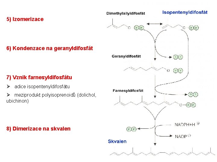 5) Izomerizace 6) Kondenzace na geranyldifosfát 7) Vznik farnesyldifosfátu Ø adice isopentenyldifosfátu Ø meziprodukt