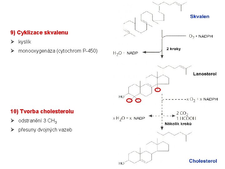 9) Cyklizace skvalenu Ø kyslík Ø monooxygenáza (cytochrom P-450) 10) Tvorba cholesterolu Ø odstranění