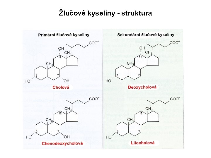 Žlučové kyseliny - struktura 