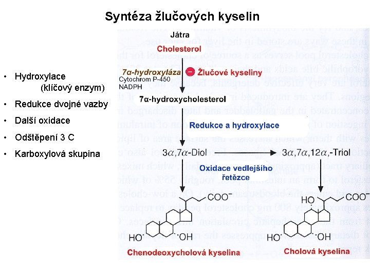 Syntéza žlučových kyselin • Hydroxylace (klíčový enzym) • Redukce dvojné vazby • Další oxidace