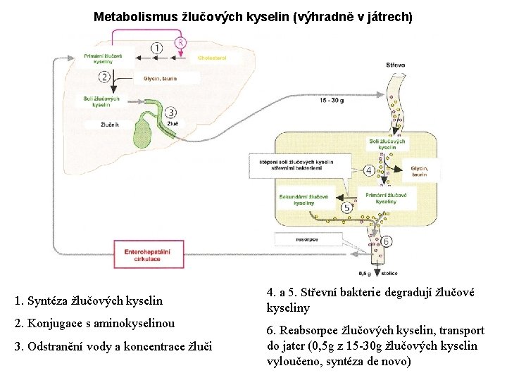 Metabolismus žlučových kyselin (výhradně v játrech) 1. Syntéza žlučových kyselin 2. Konjugace s aminokyselinou