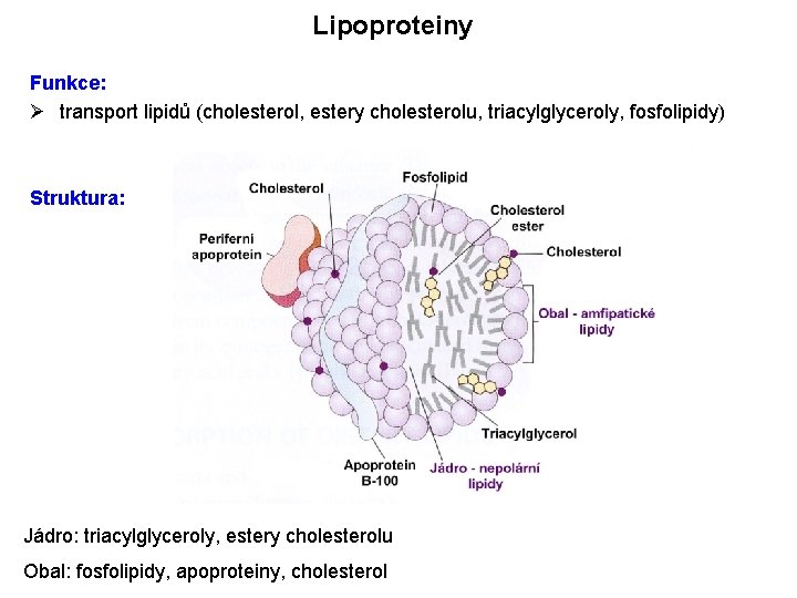 Lipoproteiny Funkce: Ø transport lipidů (cholesterol, estery cholesterolu, triacylglyceroly, fosfolipidy) Struktura: Jádro: triacylglyceroly, estery