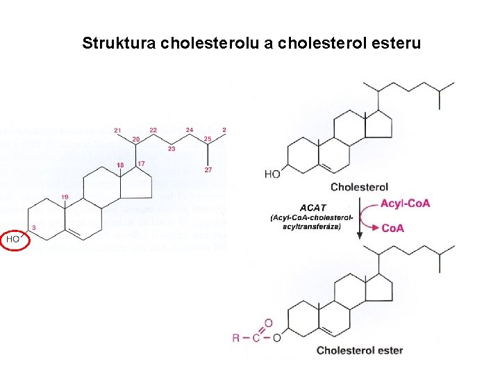 Struktura cholesterolu a cholesterol esteru 