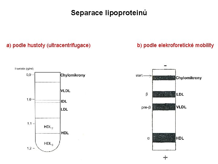 Separace lipoproteinů a) podle hustoty (ultracentrifugace) b) podle elekroforetické mobility 