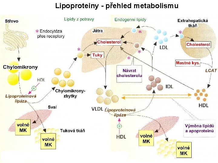Lipoproteiny - přehled metabolismu 