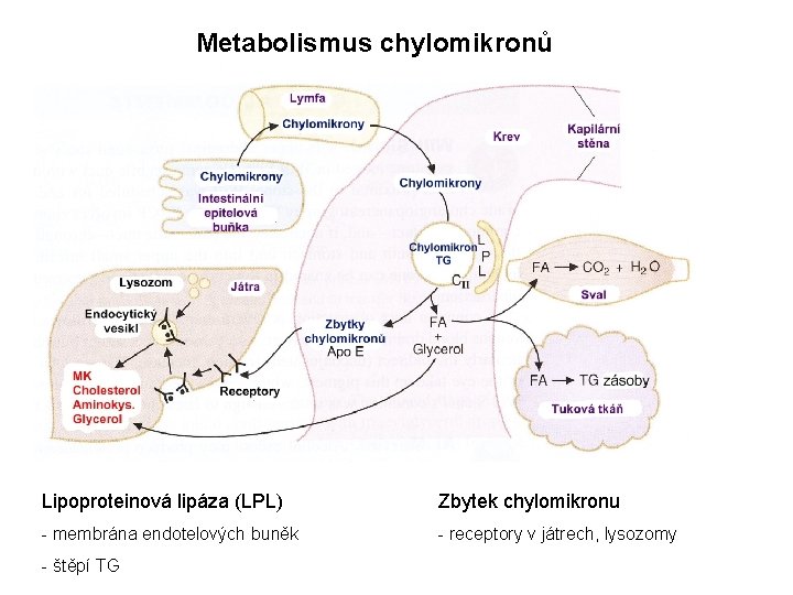 Metabolismus chylomikronů Lipoproteinová lipáza (LPL) Zbytek chylomikronu - membrána endotelových buněk - receptory v