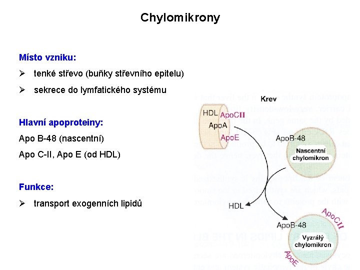 Chylomikrony Místo vzniku: Ø tenké střevo (buňky střevního epitelu) Ø sekrece do lymfatického systému