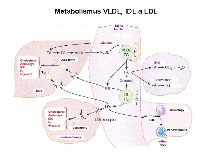 Metabolismus VLDL, IDL a LDL 