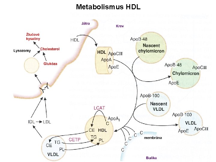 Metabolismus HDL 