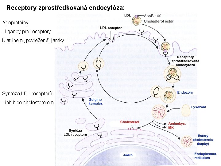 Receptory zprostředkovaná endocytóza: Apoproteiny - ligandy pro receptory Klatrinem „povlečené“ jamky Syntéza LDL receptorů