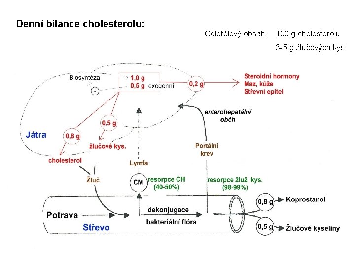 Denní bilance cholesterolu: Celotělový obsah: 150 g cholesterolu 3 -5 g žlučových kys. 