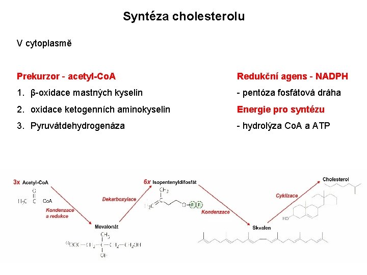Syntéza cholesterolu V cytoplasmě Prekurzor - acetyl-Co. A Redukční agens - NADPH 1. β-oxidace