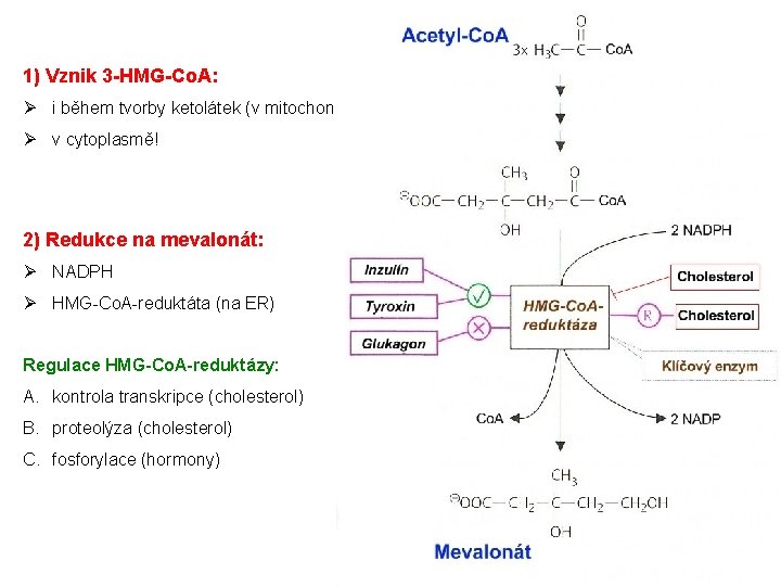 1) Vznik 3 -HMG-Co. A: Ø i během tvorby ketolátek (v mitochondriích) Ø v
