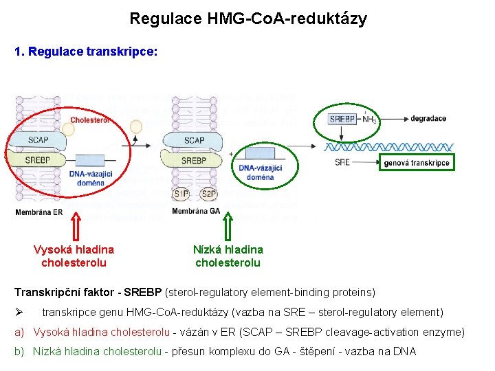 Regulace HMG-Co. A-reduktázy 1. Regulace transkripce: Vysoká hladina cholesterolu Nízká hladina cholesterolu Transkripční faktor