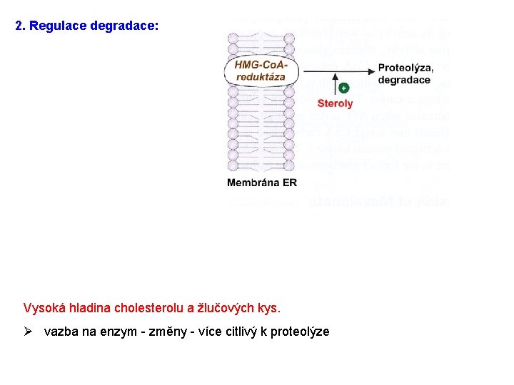 2. Regulace degradace: Vysoká hladina cholesterolu a žlučových kys. Ø vazba na enzym -