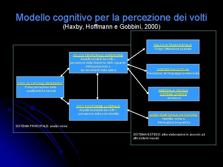 Modello cognitivo per la percezione dei volti (Haxby, Hoffmann e Gobbini, 2000) SOLCO INTRAPARIETALE: