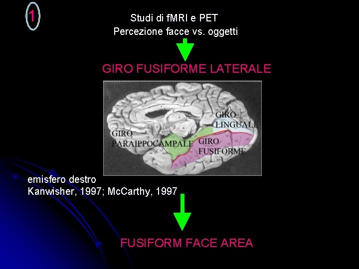 1 Studi di f. MRI e PET Percezione facce vs. oggetti GIRO FUSIFORME LATERALE