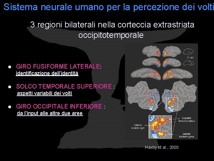 Sistema neurale umano per la percezione dei volti 3 regioni bilaterali nella corteccia extrastriata