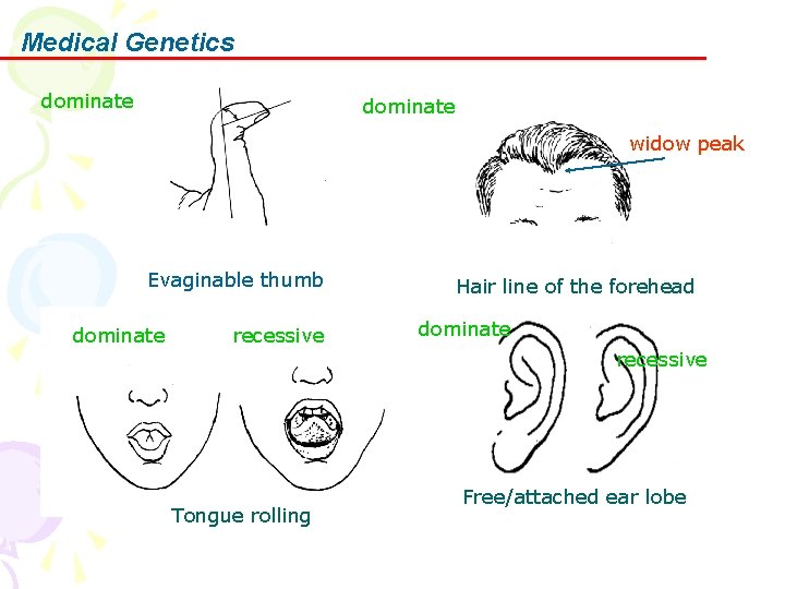 Medical Genetics dominate widow peak Evaginable thumb dominate recessive Hair line of the forehead