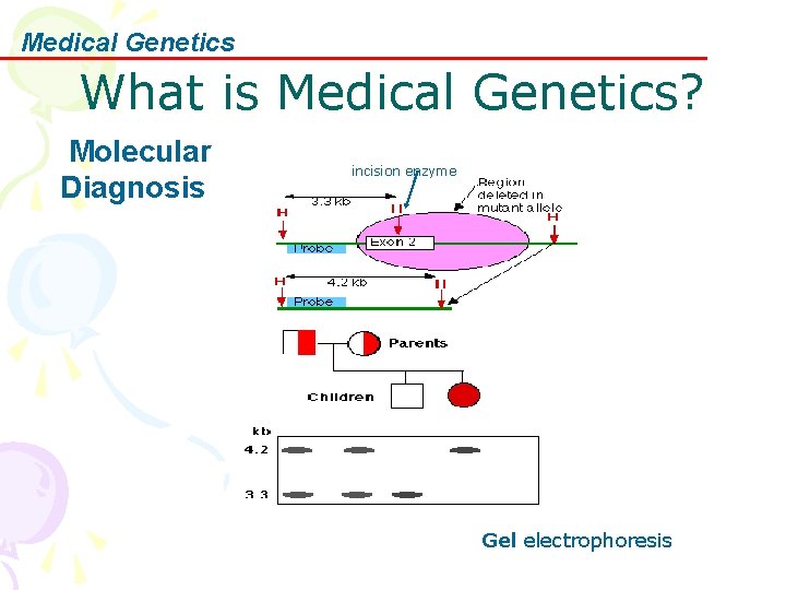 Medical Genetics What is Medical Genetics? Molecular Diagnosis incision enzyme Gel electrophoresis 