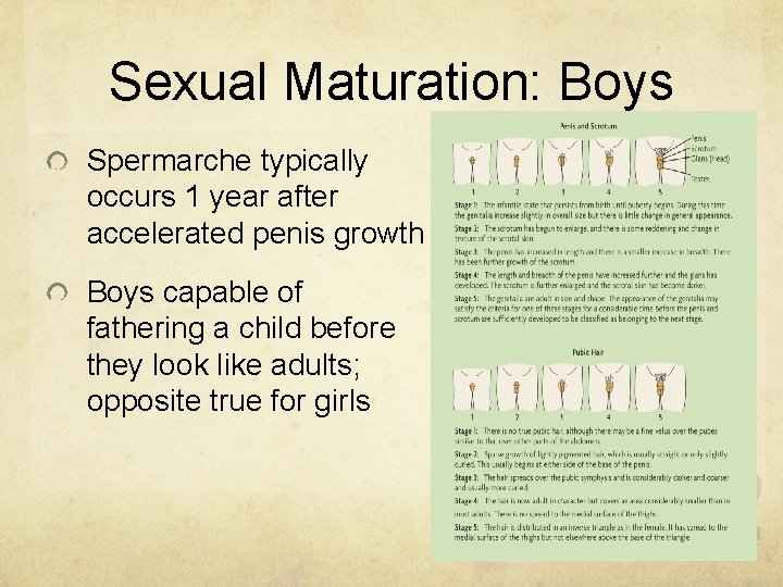 Sexual Maturation: Boys Spermarche typically occurs 1 year after accelerated penis growth Boys capable Sexual Maturation: Boys Spermarche typically occurs 1 year after accelerated penis growth Boys capable