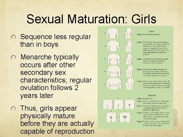 Sexual Maturation: Girls Sequence less regular than in boys Menarche typically occurs after other Sexual Maturation: Girls Sequence less regular than in boys Menarche typically occurs after other