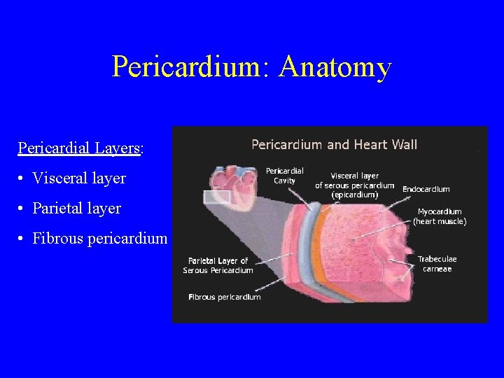 Pericardium: Anatomy Pericardial Layers: • Visceral layer • Parietal layer • Fibrous pericardium 