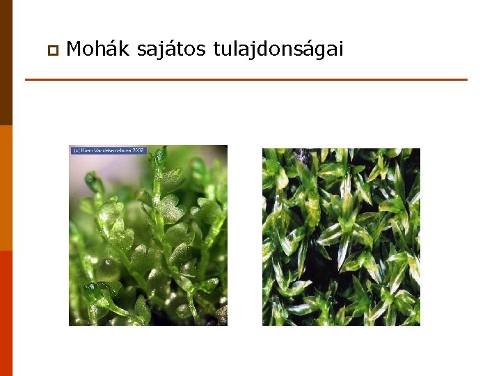 p Mohák sajátos tulajdonságai 