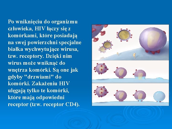 Po wniknięciu do organizmu człowieka, HIV łączy się z komórkami, które posiadają na swej