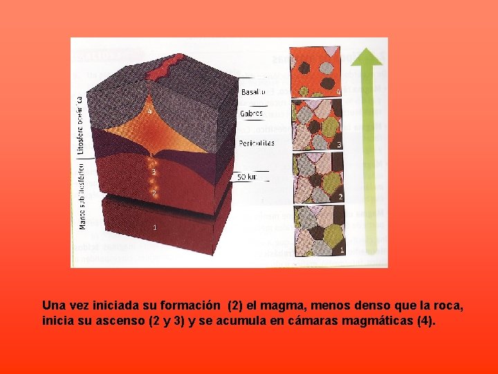 Una vez iniciada su formación (2) el magma, menos denso que la roca, inicia