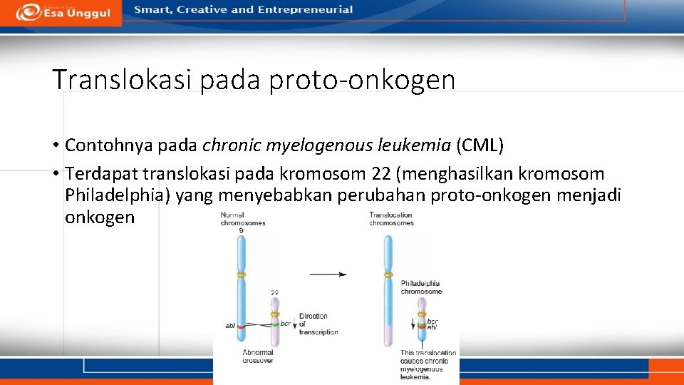 Translokasi pada proto-onkogen • Contohnya pada chronic myelogenous leukemia (CML) • Terdapat translokasi pada