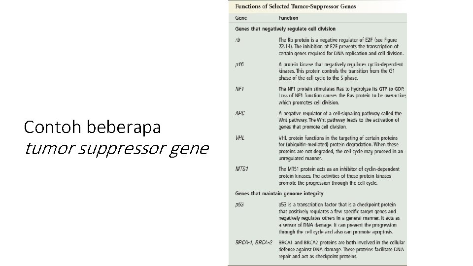 Contoh beberapa tumor suppressor gene 