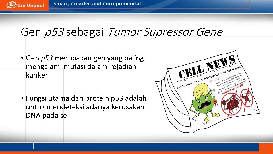 Gen p 53 sebagai Tumor Supressor Gene • Gen p 53 merupakan gen yang