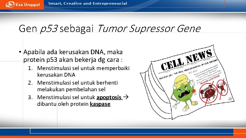 Gen p 53 sebagai Tumor Supressor Gene • Apabila ada kerusakan DNA, maka protein