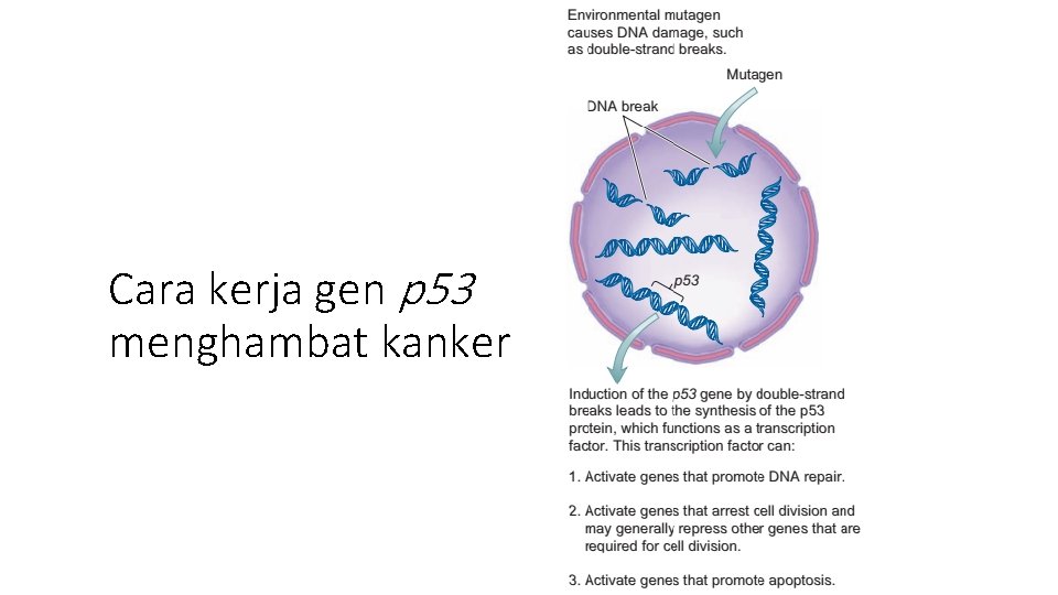 Cara kerja gen p 53 menghambat kanker 