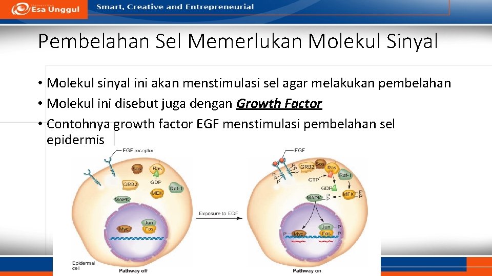 Pembelahan Sel Memerlukan Molekul Sinyal • Molekul sinyal ini akan menstimulasi sel agar melakukan